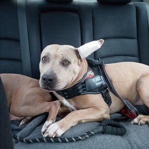 Meet your Posher, Sherry